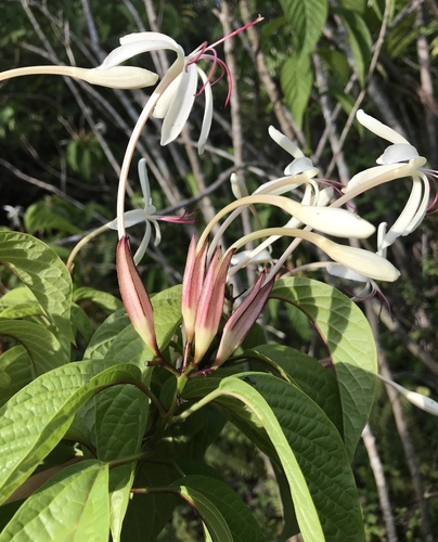 Clerodendrum minahassae
