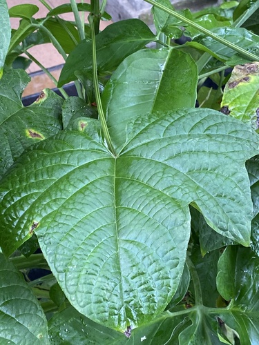 Clerodendrum paniculatum (Pagoda flower) — photo