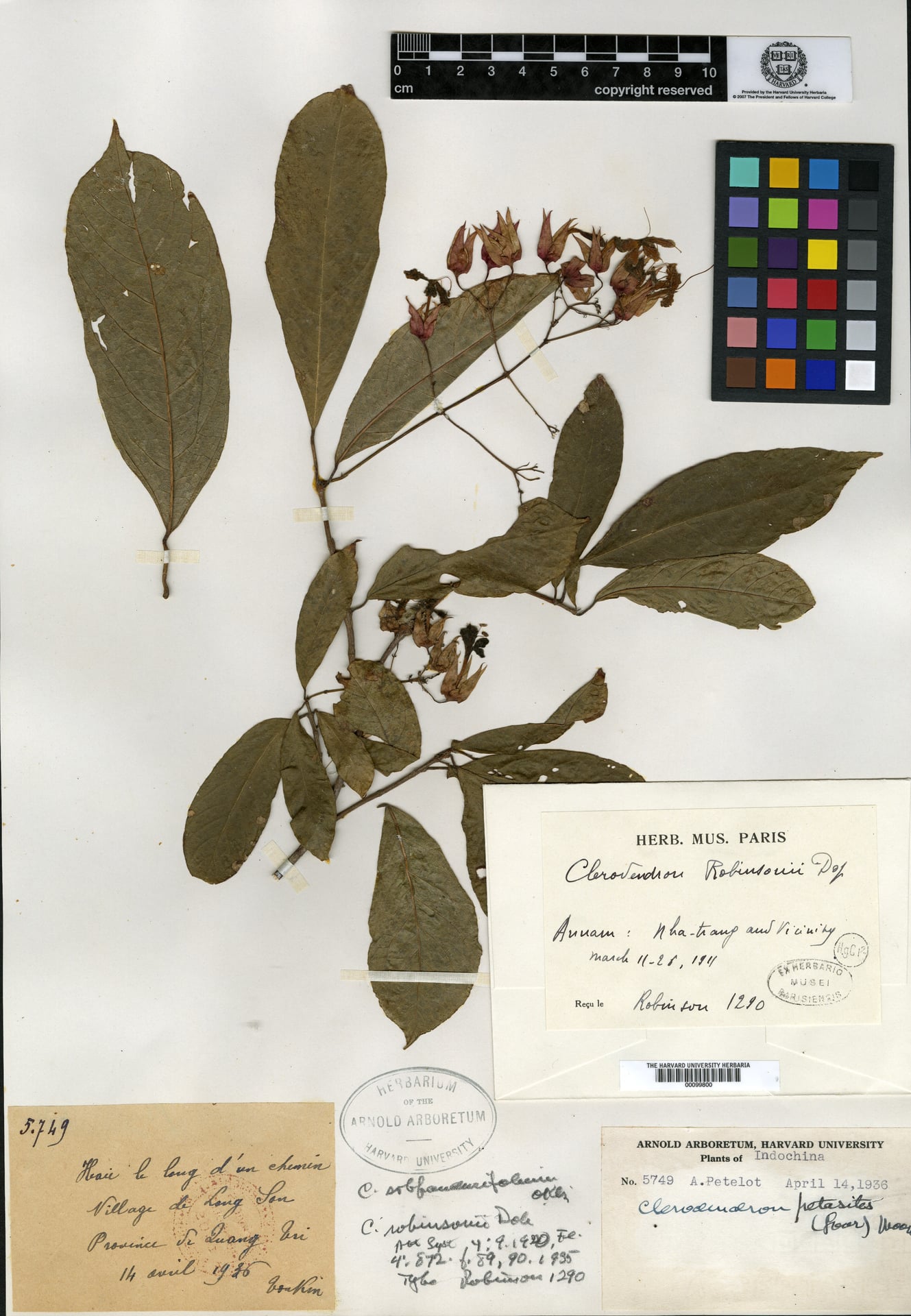 Clerodendrum petasites