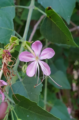 Clerodendrum phlomidis (Arni) — photo