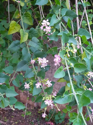 Clerodendrum phlomidis (Arni) — photo