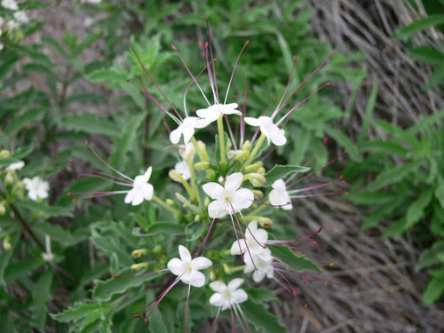 Clerodendrum ternatum (Dwarf Cat's whiskers) — photo