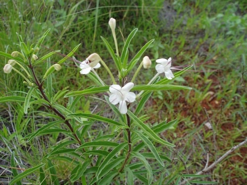 Clerodendrum ternatum