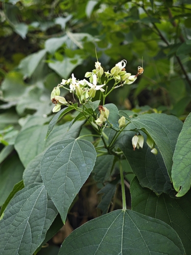 Clerodendrum trichotomum (Chou Wu Tong) — photo