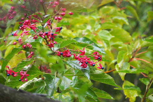 Clerodendrum trichotomum (Chou Wu Tong) — photo