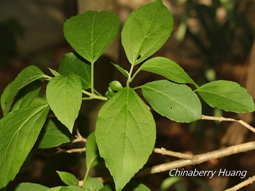 Clerodendrum trichotomum