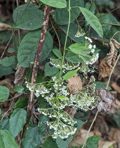 Clerodendrum volubile — photo