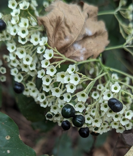 Clerodendrum volubile