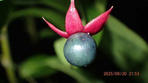 Clerodendrum wallichii (Nodding glorybower) — photo