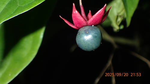 Clerodendrum wallichii (Nodding glorybower) — photo