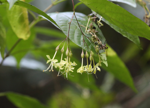Clerodendrum wallichii