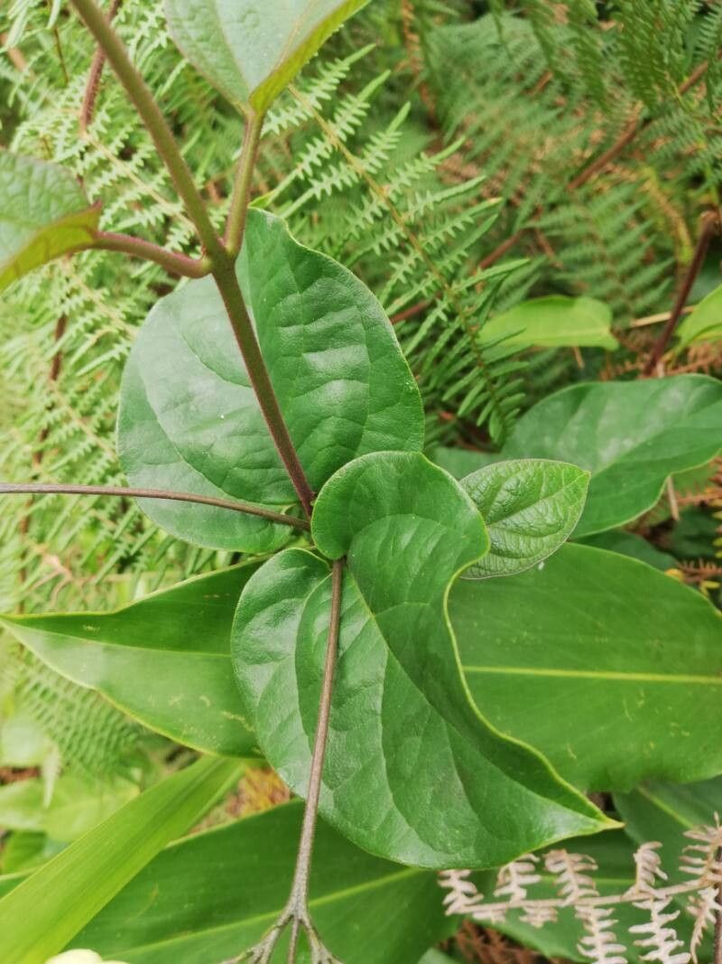 Clerodendrum welwitschii — photo