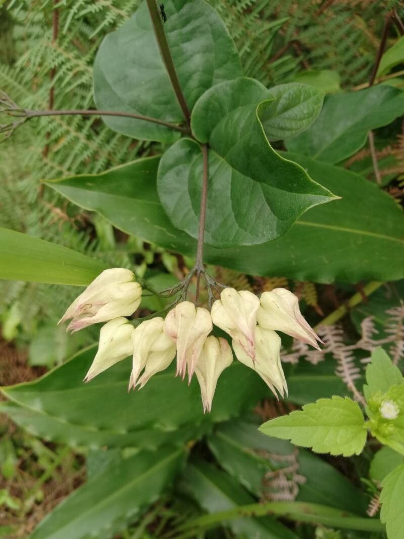 Clerodendrum welwitschii — photo