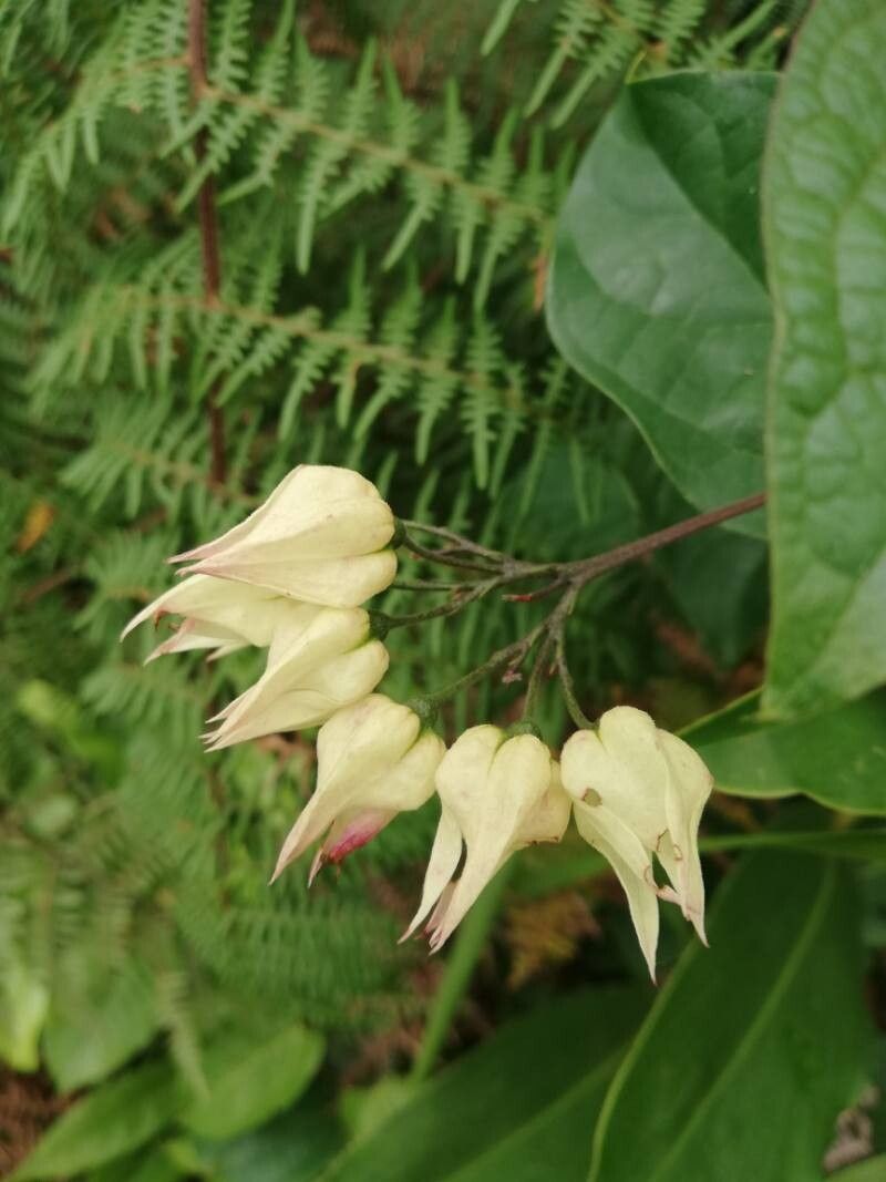 Clerodendrum welwitschii
