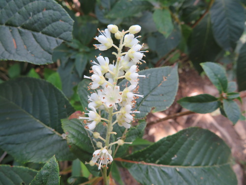 Clethra barbinervis (Japanese Clethra) — photo