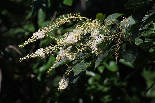 Clethraceae