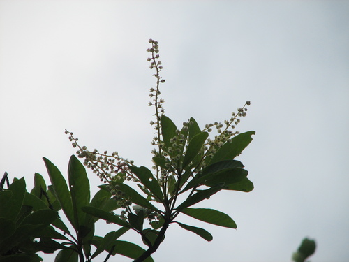 Clethra occidentalis (Soap-wood) — photo