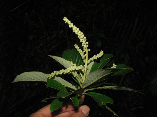 Clethra occidentalis