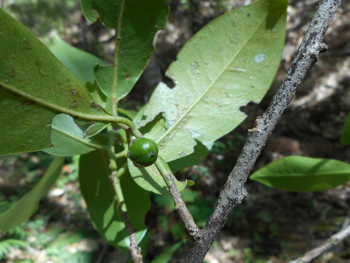 Cleyera integrifolia
