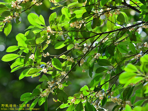 Cleyera japonica var. wallichiana — photo