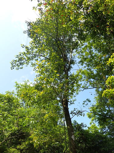 Cleyera japonica var. wallichiana