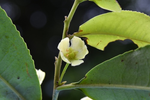 Cleyera theoides