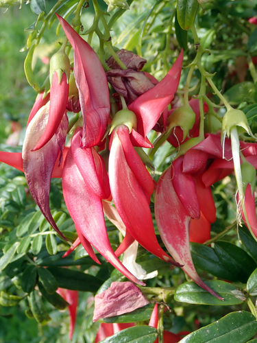 Clianthus puniceus (Parot's beak) — photo