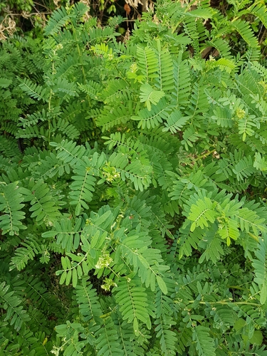 Clianthus puniceus