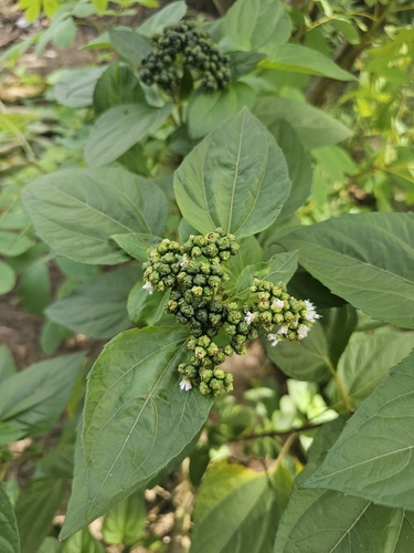 Clibadium sylvestre