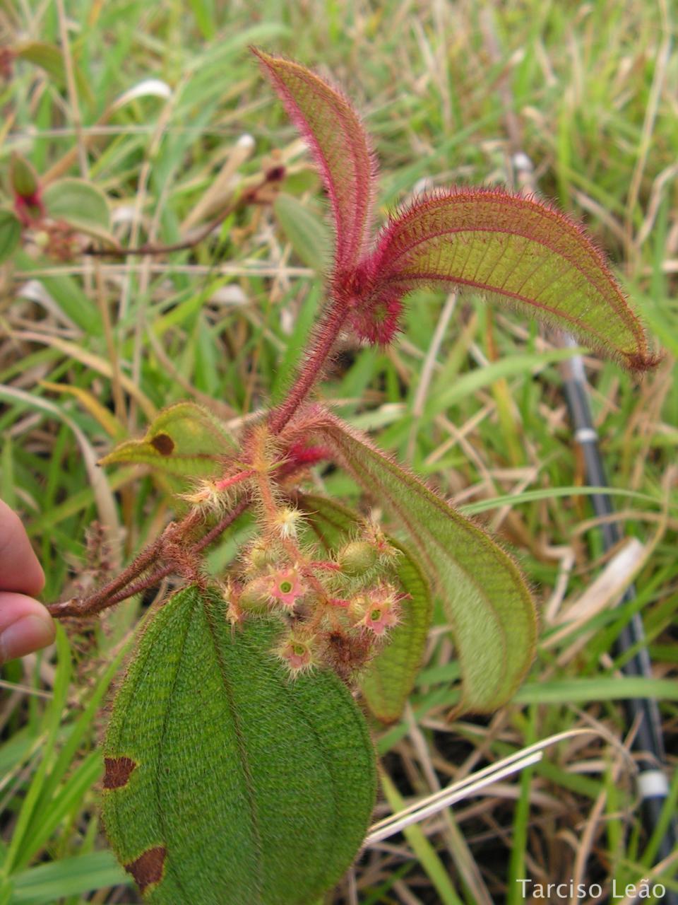 Clidemia dependens (Dependent-spiked Clidemia) — photo