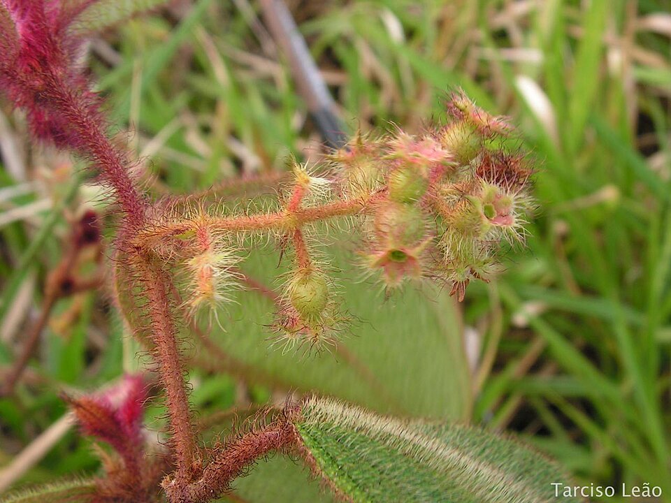 Clidemia dependens