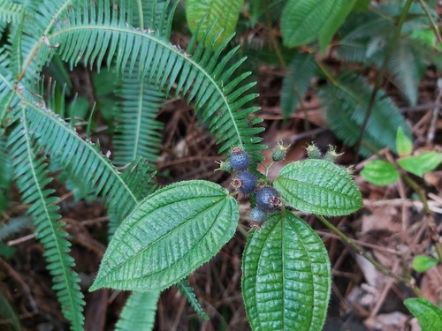 Clidemia hirta (Koster's curse) — photo