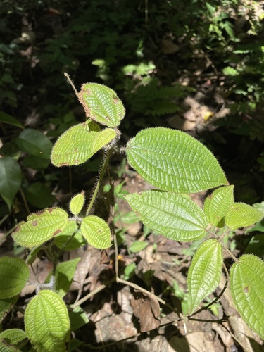Clidemia hirta