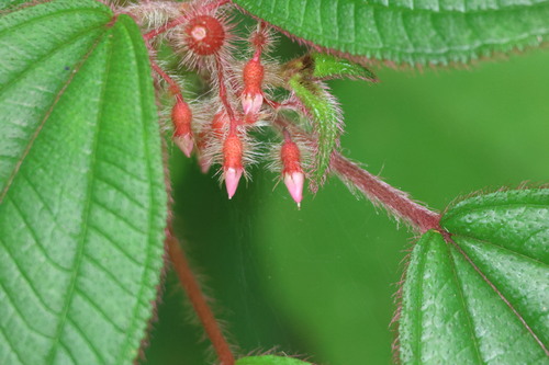 Clidemia petiolaris — photo