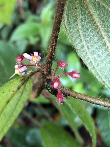 Clidemia petiolaris