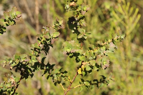 Cliffortia ilicifolia (Evergreen oak) — photo