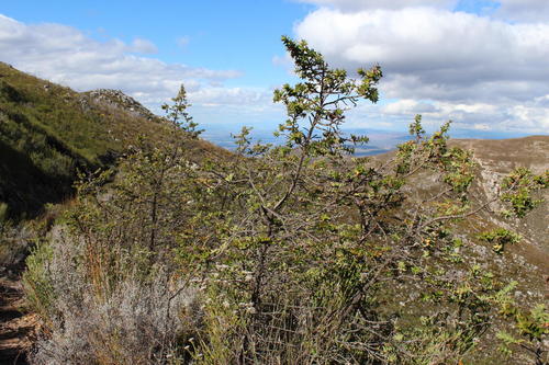 Cliffortia ilicifolia (Evergreen oak) — photo