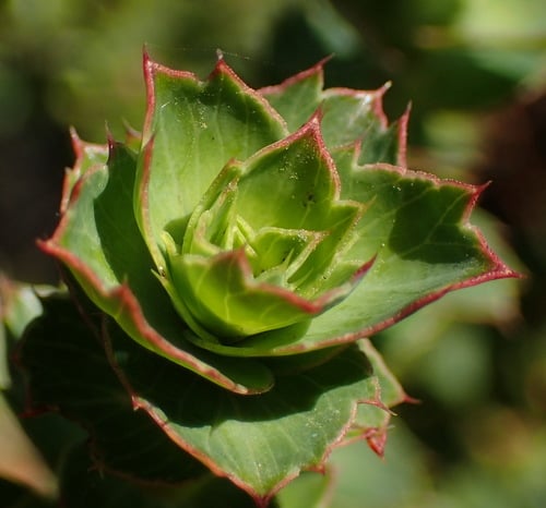Cliffortia ilicifolia