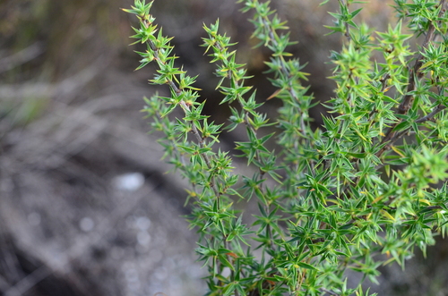 Cliffortia ruscifolia — photo