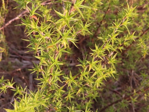 Cliffortia ruscifolia