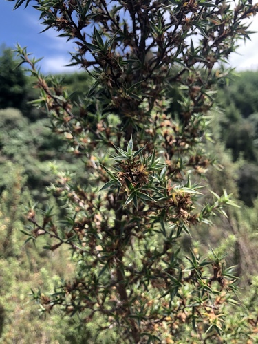 Cliffortia ruscifolia — photo