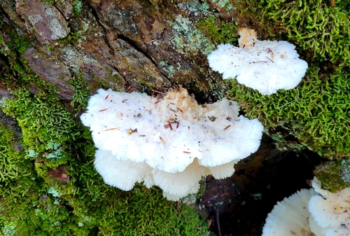 Climacocystis borealis — photo