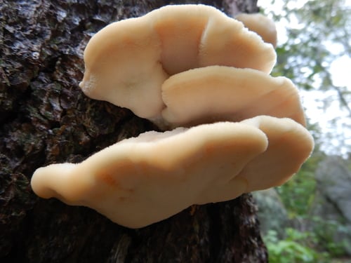 Climacocystis borealis