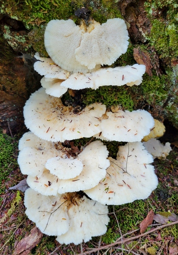 Climacocystis borealis — photo