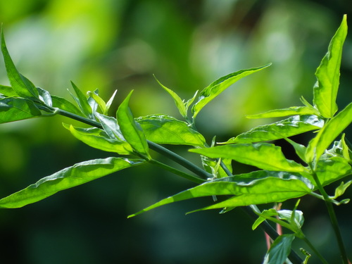 Clinacanthus nutans (Sabah snake grass) — photo