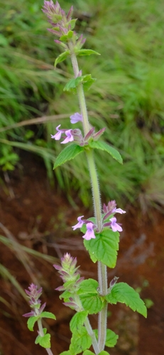 Clinopodium abyssinicum — photo