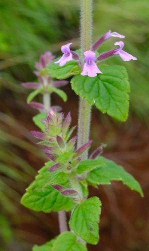 Clinopodium abyssinicum
