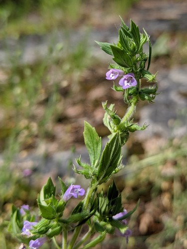 Clinopodium acinos — photo