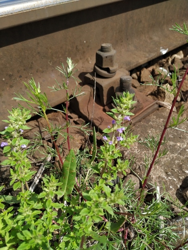Clinopodium acinos — photo