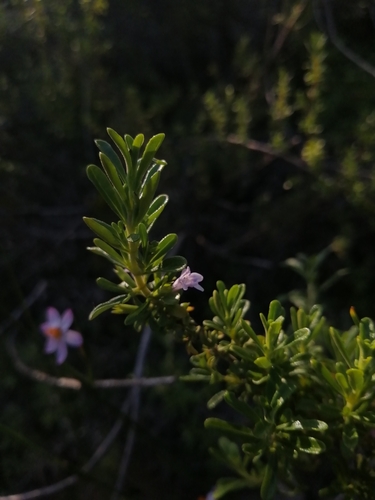 Clinopodium chilense — photo